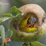 Fleischfliege beim "Dinner"