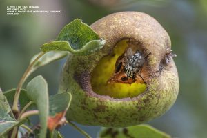 Fleischfliege beim "Dinner"