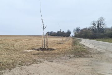 Beispiel Ersatzpflanzung Energiepark Weesow-Willmersdorf