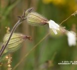 Weiße Lichtnelke_Silene latifolia