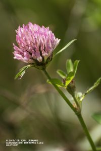 Wiesen-Klee_Trifolium pratense