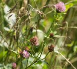 Wiesen-Klee_Trifolium pratense