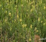 Leinkraut_Linaria vulgaris