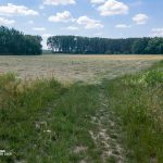 Wiesenmahd im Weesower Luch