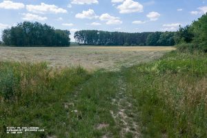 Wiesenmahd im Weesower Luch