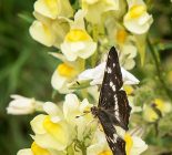 Schmetterling_Landkärtchen der Sommergeneration (Araschnia levana f. prorsa)