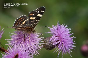 Schmetterling_Landkärtchen der Sommergeneration (Araschnia levana f. prorsa)
