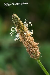 Spitzwegerich (plantago lanceolata)