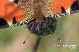 Schmetterling_Tagpfauenauge