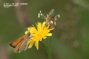 Schmetterling_Schwarzkolbiger Braun-Dickkopffalter