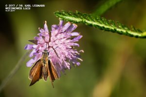Schmetterling_Schwarzkolbiger Braun-Dickkopffalter