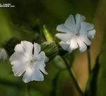 Weiße Lichtnelke_Silene latifolia