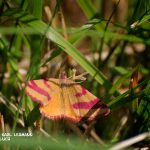 Schmetterling_Ampfer Purpurspanner