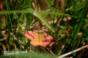 Schmetterling_Ampfer Purpurspanner
