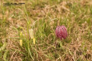 Schachbrettblume_Fritillaria meleagris