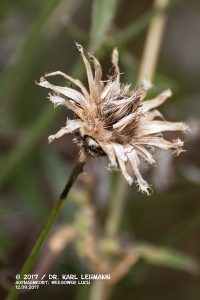 Skabiosen-Flockenblume (Centaurea scabiosa)