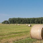 Heuernte im Weesower Luch