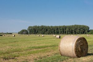 Heuernte im Weesower Luch