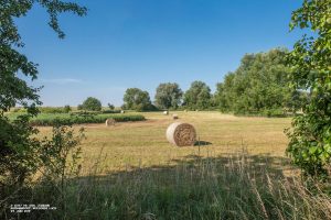 Heuernte im Weesower Luch