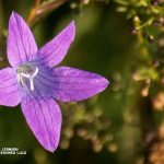 Wiesen-Glockenblume_Campanula patula